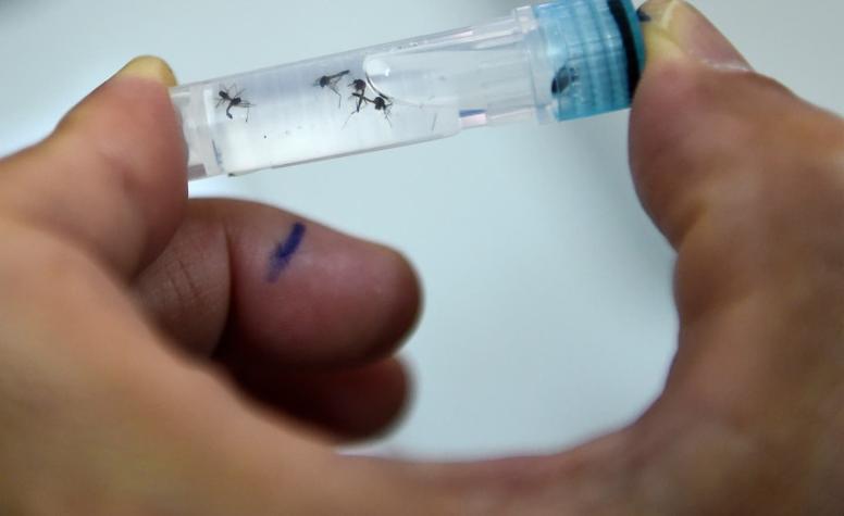 El impacto negativo del COVID-19 en el combate contra enfermedades transmitidas por mosquitos