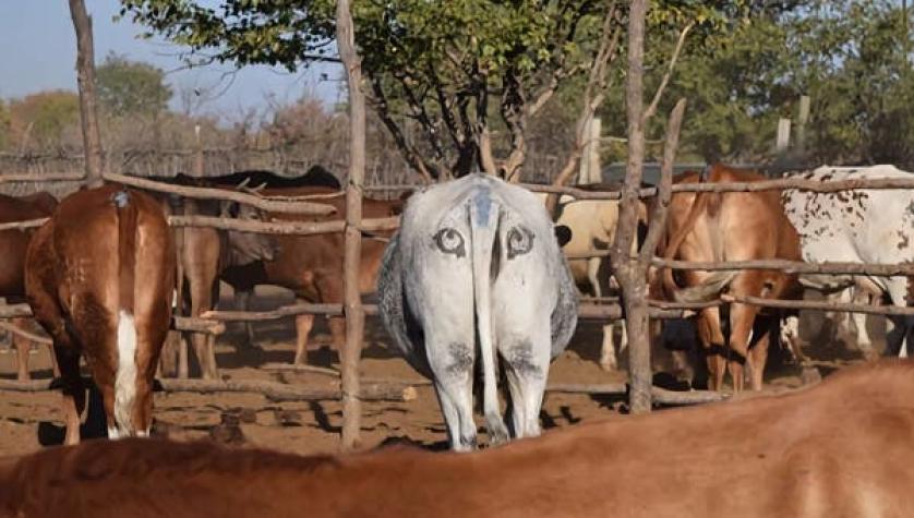 Dueños de ganado en Botswana dibujan ojos los traseros de las vacas para espantar leones