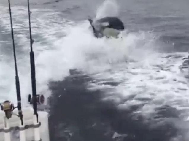 Manada de orcas persigue y aterroriza a un grupo de pescadores