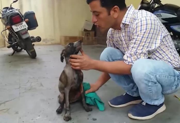 [VIDEO] Rescatistas salvan una perra cubierta de alquitrán en India