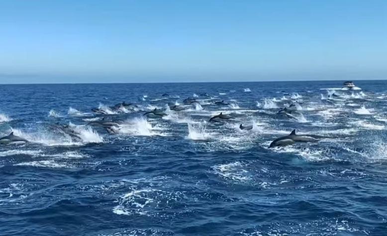[VIDEO] La increíble “estampida” de delfines en California