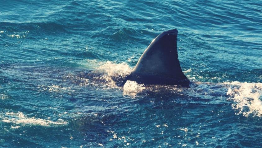 Surfista salvó a su esposa de un tiburón: Le dio varios golpes al escualo hasta que la soltó