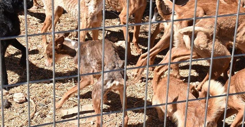Mujer es investigada por maltrato a 41 perros: los animales fueron encontrados desnutridos