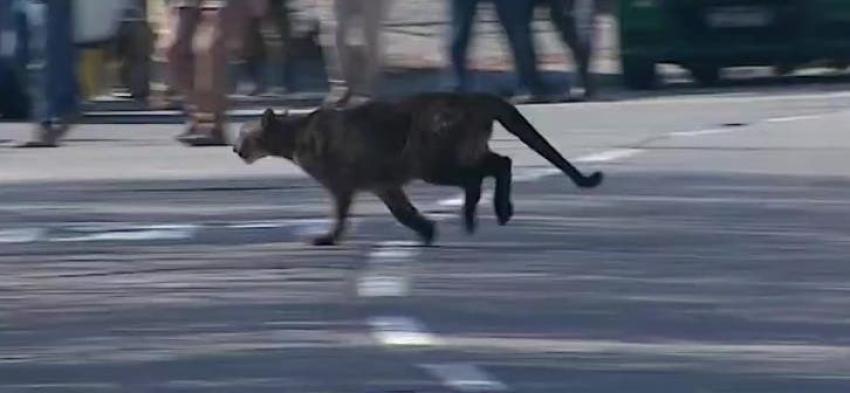 [VIDEO] El momento en que el puma huye por calles de Lo Barnechea