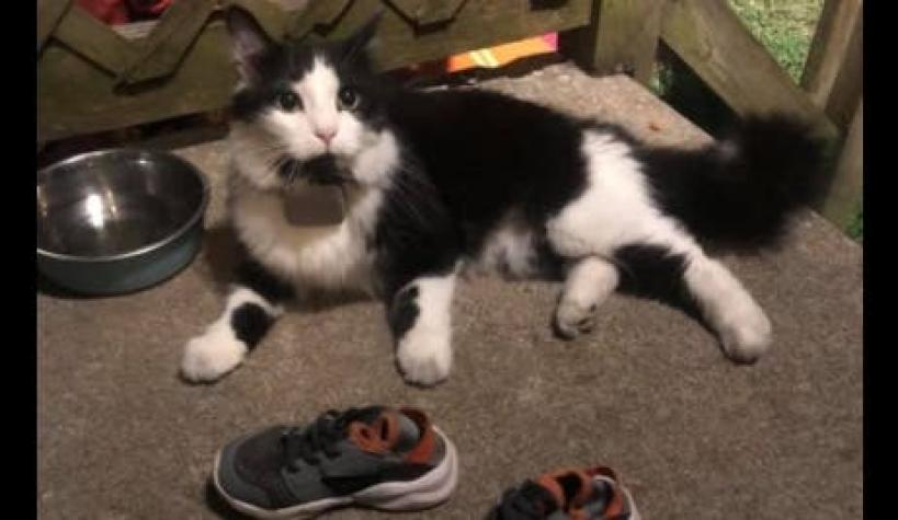 Gato roba zapatos a vecinos y su dueño crea página en Facebook para encontrar a los afectados