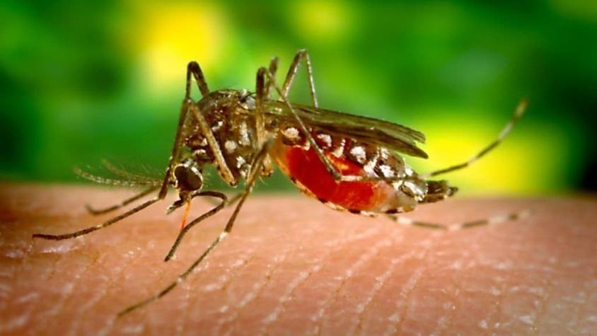 Por qué Florida liberará 750 millones de mosquitos modificados genéticamente