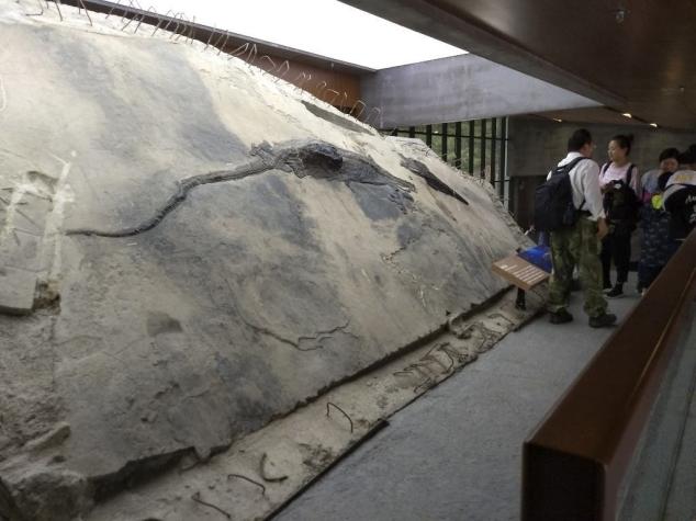 Investigadores encuentran fósil de reptil en el estómago de otro fósil "megadepredador"