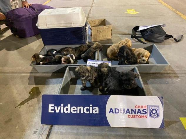 Descubren contrabando de 12 cachorros hacinados en cabina de un camión: Uno de ellos murió