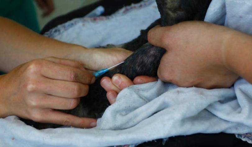 Presentan querellas por ejercicio ilegal de veterinarios en distintos puntos de Chile