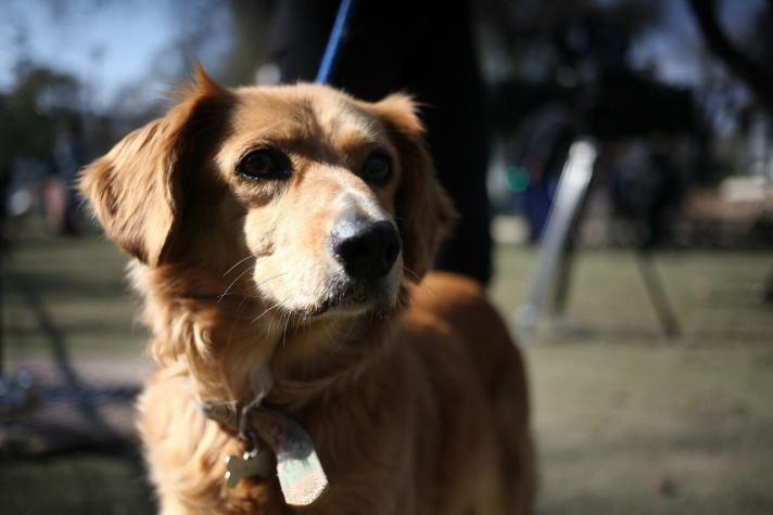 Corte de Puerto Montt ordena a hotel de mascotas entregar perro retenido por deuda impaga
