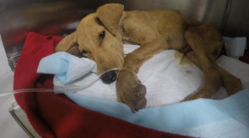 Agresión sexual a perro de seis meses muerto en Arica: ¿Cuáles son las sanciones por este delito?