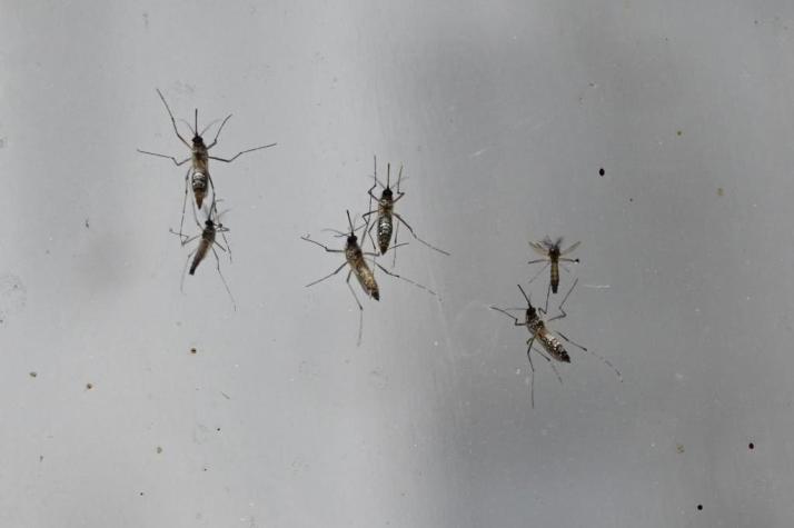 Francia busca combatir el dengue con... un criadero de mosquitos