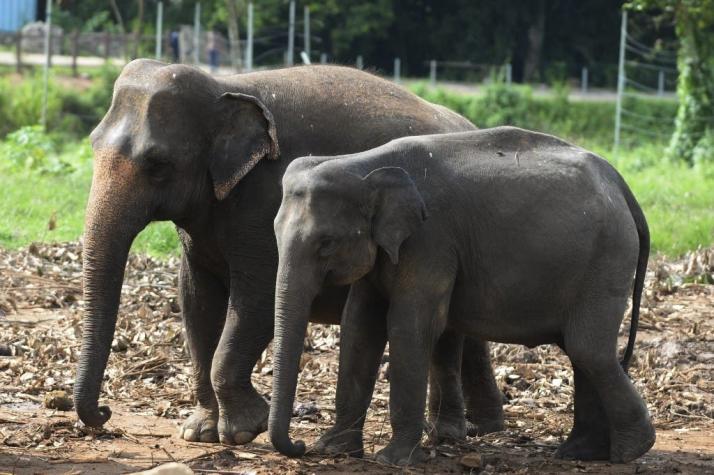 Cannabis antiestrés para los elefantes del zoológico de Varsovia