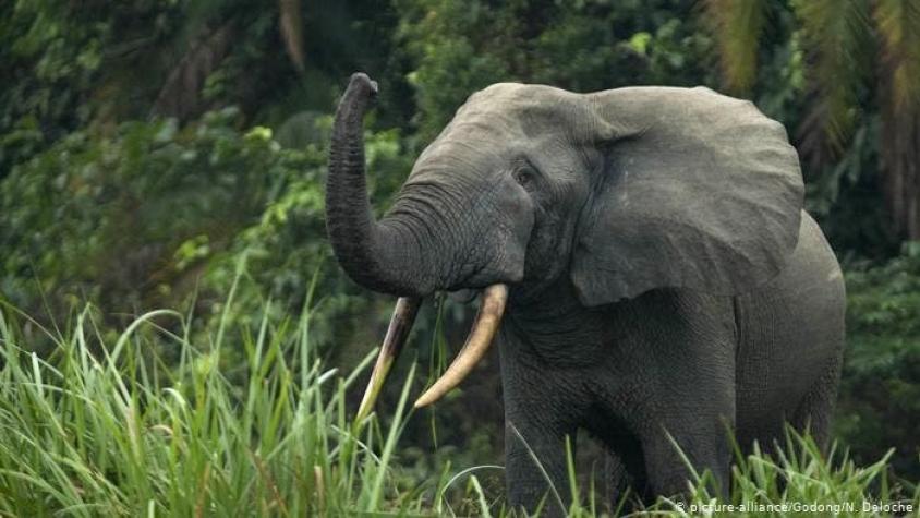 Cazador furtivo de elefantes es condenado a 30 años de trabajos forzados
