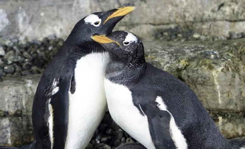 El pingüino bebé que tiene dos mamás: Pareja de hembras lo adoptó cuando era un huevo