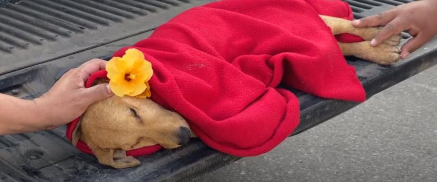 La emotiva despedida a "Weichafe", el cachorro de seis meses que murió tras una brutal agresión