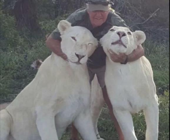 Hombre muere tras ser atacado por las dos leonas que crió desde cachorras en Sudáfrica