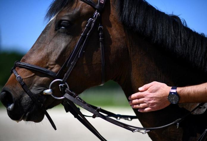 Francia investiga la mutilación y asesinato de más de 15 caballos y ponis