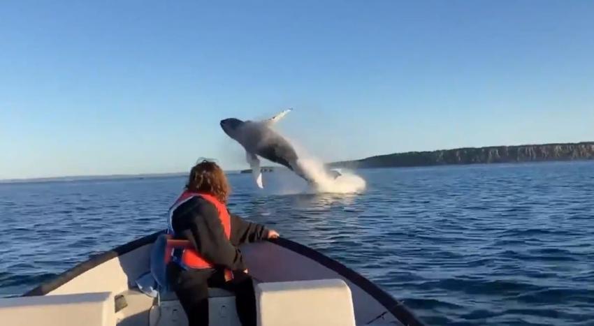 [VIDEO] Un padre y su hija registran las espectaculares piruetas de dos ballenas jorobadas
