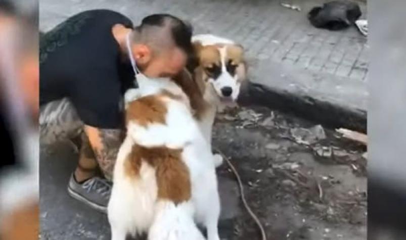[VIDEO] A un mes de explosión en Beirut: Reúnen a decenas de mascotas perdidas con sus dueños
