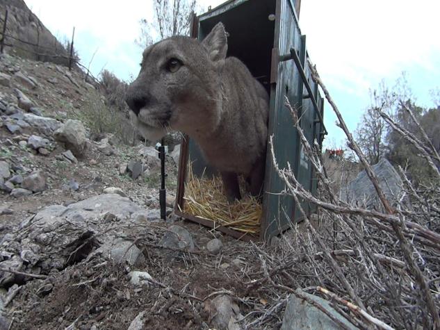 SAG informa que puma capturado en Lo Barnechea fue devuelto a su hábitat
