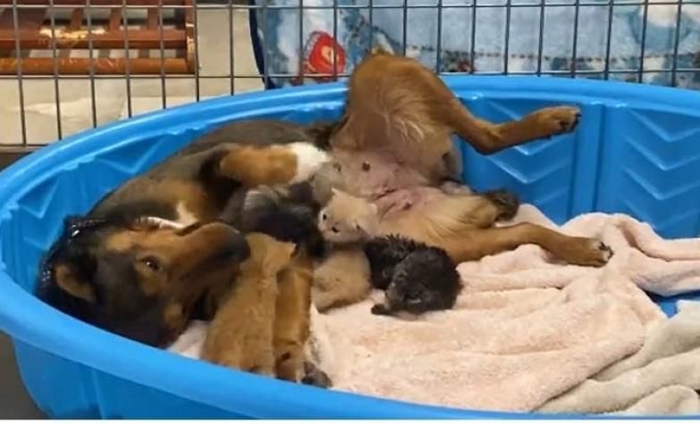 [VIDEO] Perrita adopta a tres pequeños gatos tras la muerte de sus cachorros