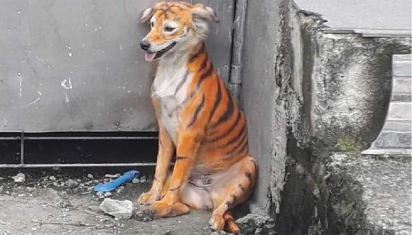 Perrito fue pintado para que pareciera tigre: ofrecen recompensa para encontrar a los culpables