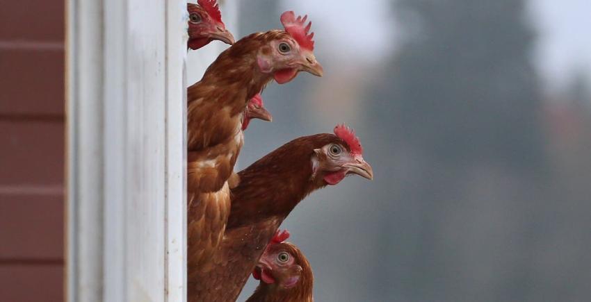 Preocupación causa misteriosa muerte de más de 20 gallinas en Santa Juana