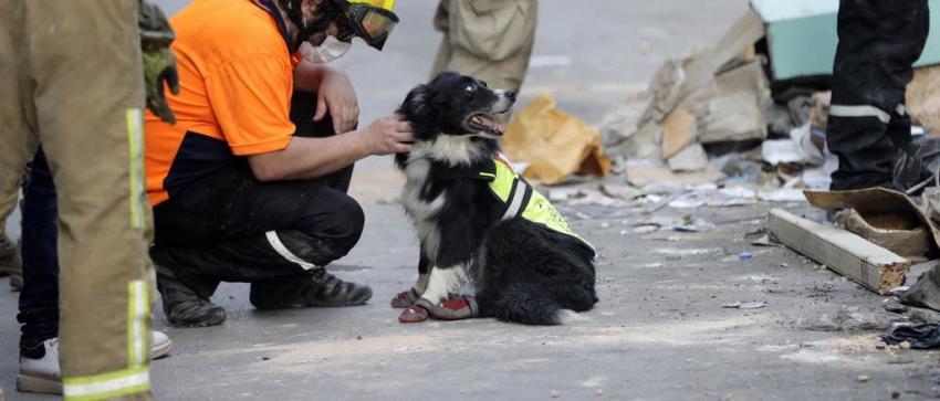 Flash, el perro de rescate chileno que es protagonista en Beirut