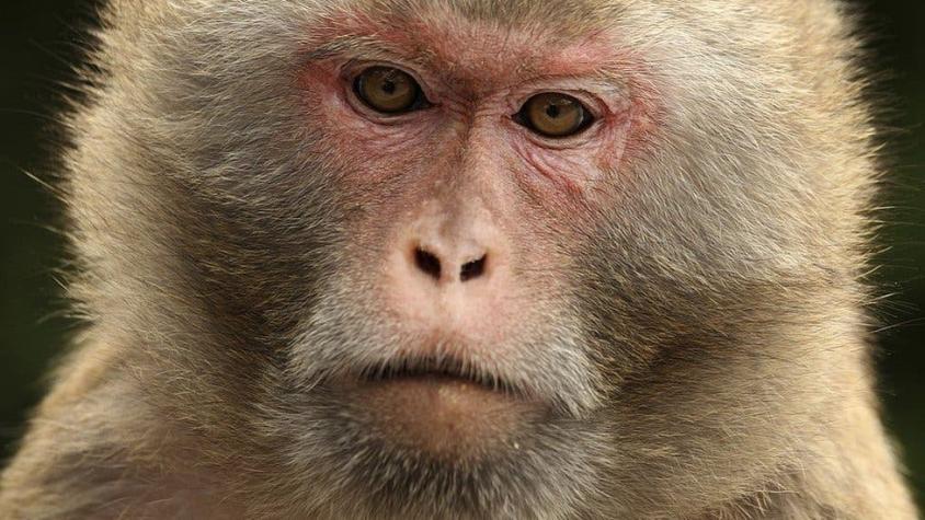 BBC | Vacuna para el COVID-19: el desabasto de primates que pone en riesgo la investigación en EEUU