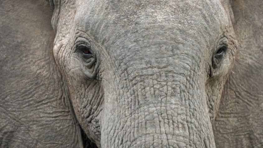 Estudio revela cómo los elefantes machos y viejos juegan rol crucial de supervivencia de la especie