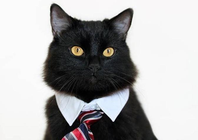 Gato es "contratado" como guardia de seguridad de un hospital tras meses yendo al edificio