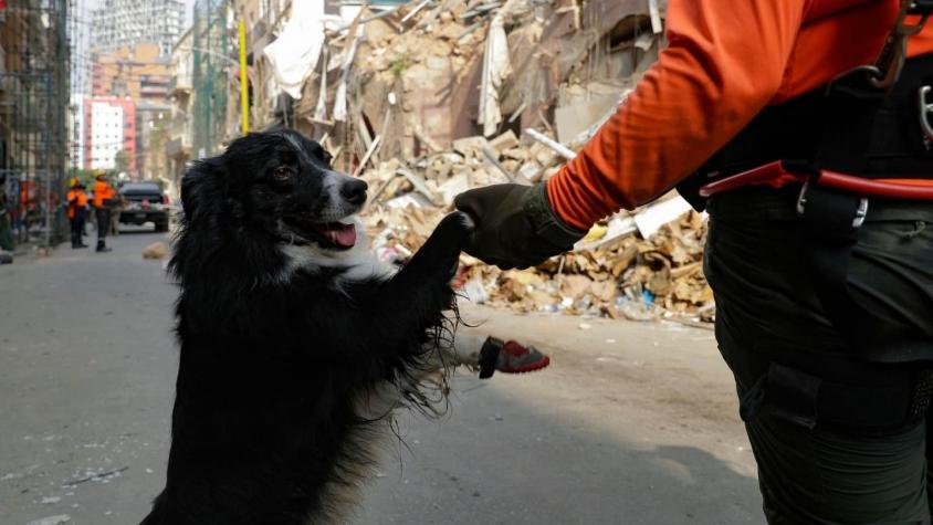 [FOTO] Artista libanés dibuja a perro chileno que trabaja en labores de rescate en Beirut