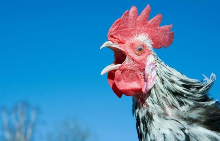 Detienen a 24 personas por participar en peleas de gallos en Antofagasta