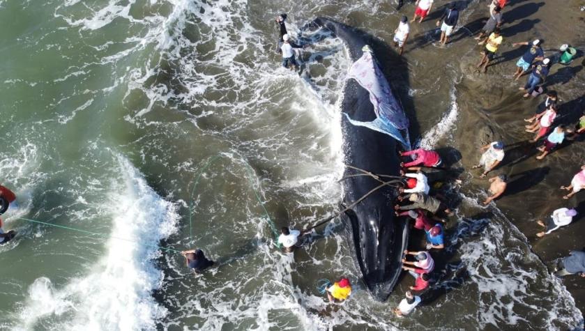 "Estos logros hacen recobrar la fe en la humanidad": Rescatan ballena que varó en costa ecuatoriana