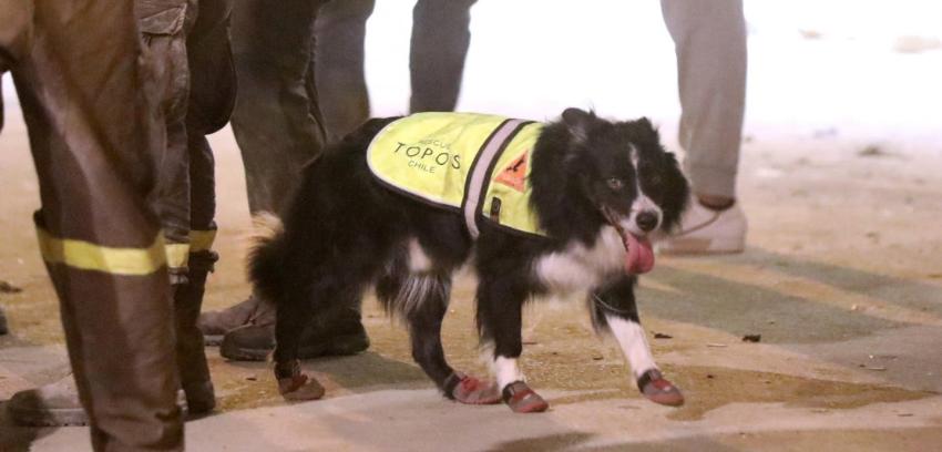 [VIDEO] "Flash", el perro del equipo chileno en Beirut, resulta herido durante jornada de búsqueda