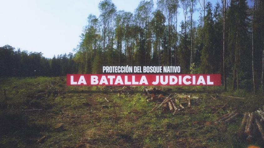 [VIDEO] Reportajes T13: La batalla judicial por el bosque nativo