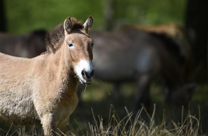 Logran clonar a un caballo de Przewalski desde material genético preservado hace 40 años