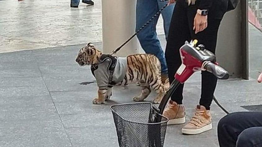 El tigre en Antara: polémica por mujer que pasea con un cachorro de tigre en un centro comercial