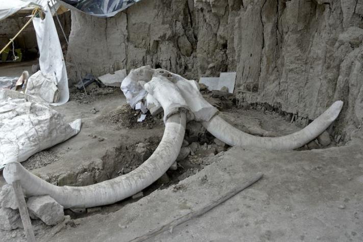 Esqueletos de mamuts quedan al descubierto durante construcción de aeropuerto en México