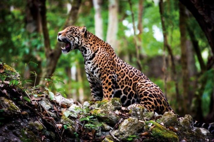 Brasil: Incendios amenazan la mayor reserva de jaguares del mundo