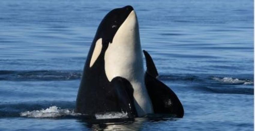 [FOTO] Orca que conmocionó al mundo tras cargar a su cría muerta en 2018 volvió a ser madre