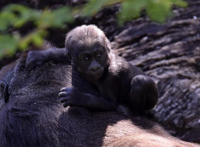 Bebé gorila en peligro de extinción muere 6 días después de nacer