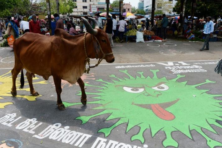 Actor de Bollywood revela que bebe orina de vaca todos los días