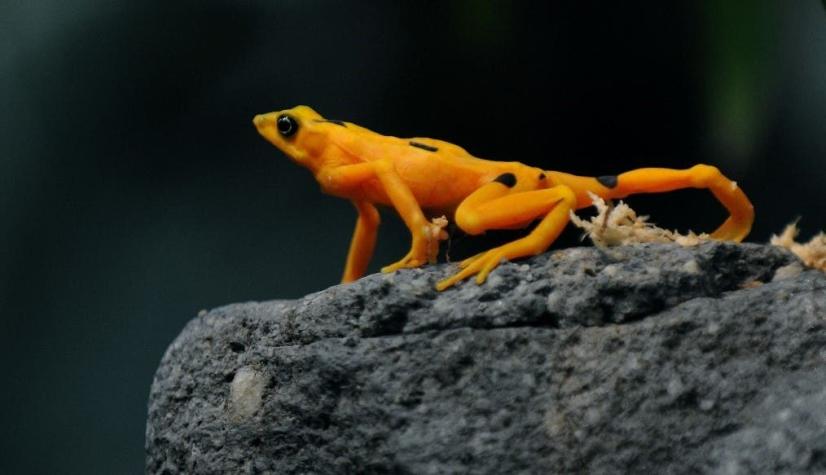 Comunidad científica en alerta por "superhongo" que podría exterminar a anfibios en Panamá