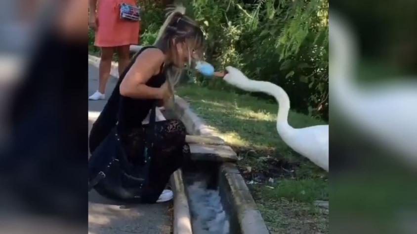 [VIDEO] El registro de un cisne que "coloca" mascarilla a una mujer que se hizo viral