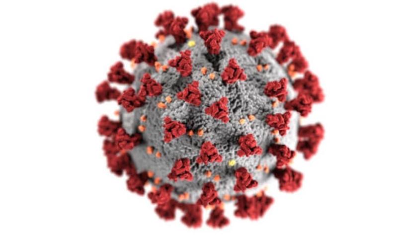 [FOTOS] Así se ve el coronavirus en las células bronquiales humanas