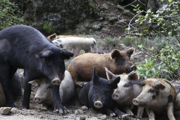 Alemania registra su primer caso de peste porcina africana