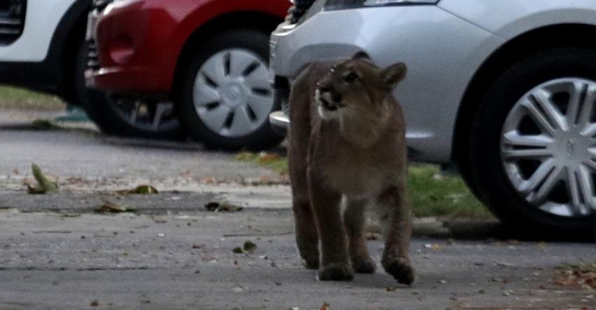 “Cuchito, cuchito”: Vecina llamó a puma como un gato tras avistarlo por las calles de Puente Alto