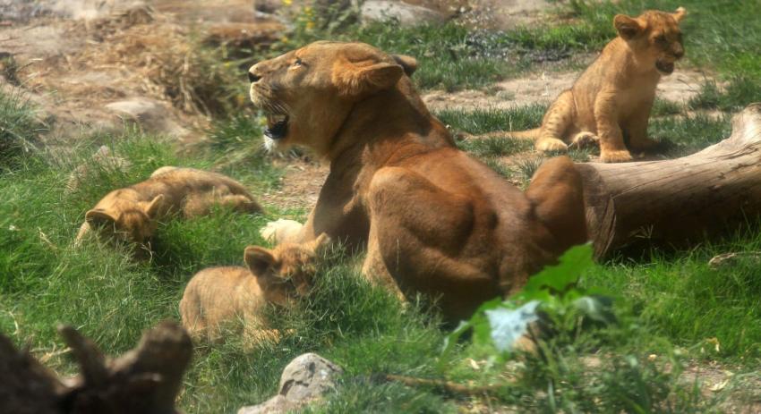 Zoológico Nacional fija fecha y horario de apertura tras seis meses de cierre